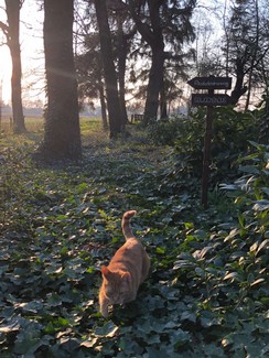 Atelier_Ammerland_tábla_sign_schild_pagony (15).JPEG