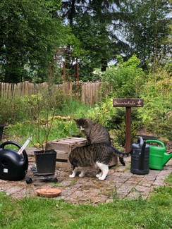 Atelier_Ammerland_tábla_sign_schild_pagony (25).JPEG